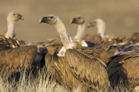 Griffon Vulture (Gyps fulvus), Castile-La Mancha, Spain