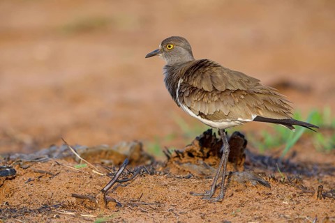 Lapwing (Vanellus lugubris), animals, birds, biotope, habitat, foraging, wader, plover family,