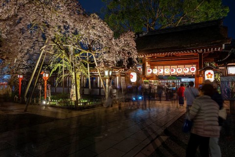 Illuminated Hirano shrine with cherry blossoms at night, blue hour, Hanami, Kyoto, Japan