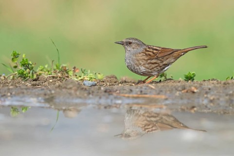 Dunnock (Prunella modularis) at waterhole, Aosta Valley, Italy