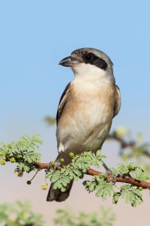 Lesser Grey Shrike (Lanius minor), Eilat, Israel