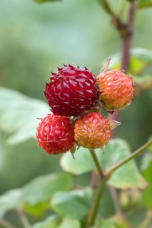 Tree raspberry (Rubus RASPBEARY), Ihlenweg 7, Germany
