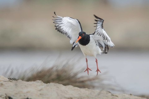 Eurasian Oystercatcher (Haematopus ostralegus) flying, Schleswig-Holstein, Germany