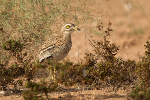 Eurasian Stone-curlew (Burhinus oedicnemus), Morocco