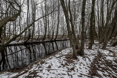 Alders (Alnus glutinosa) on the bank of a tributary of the Wümme, Fischerhuder Wümmeniederung,