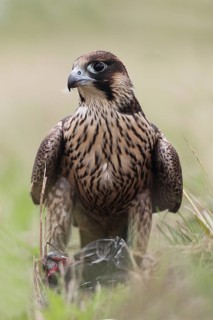 Peregrine Falcon (Falco peregrinus) female, Baden-Wuerttemberg, Germany