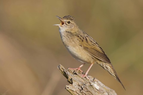 Common Grasshopper Warbler (Locustella naevia) singing, Germany