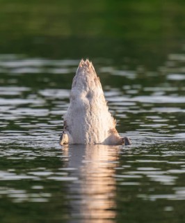 Mute swan (Cygnus olor) young bird basking in a pond, head and neck under water, Thuringia, Germany