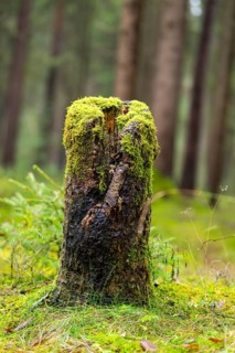 Wrotten tree trunk with lots of moss growing on in a forest, autumn, Bavaria, Germany