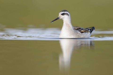 Red-necked Phalarope (Phalaropus lobatus) juvenile, Dovrefjell, Norway