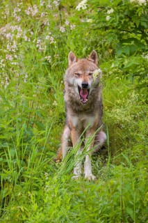 A eurasian gray wolf (Canis lupus lupus) sits on a hill in green vegetation