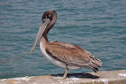 Brown pelican (Pelecanus occidentalis)