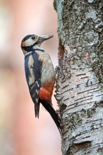 Great Spotted Woodpecker (Dendrocopos major) male at breeding cavity, Saxony-Anhalt, Germany