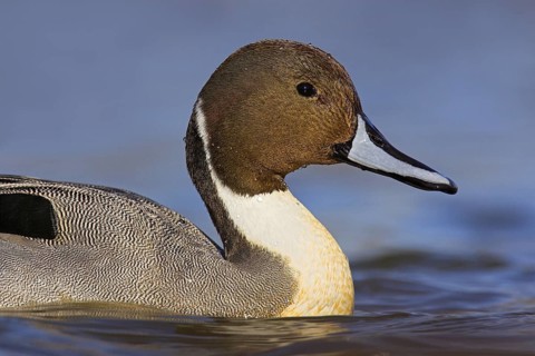 Northern Pintail (Anas acuta) male, British Columbia, Canada
