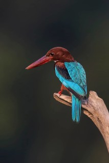 White-throated Kingfisher (Halcyon smyrnensis) perched on a branch, Malaysia