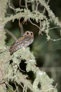 Flammulated Owl Psiloscops flammeolus Santa Catalina Mountains, Pima County, Arizona, United States