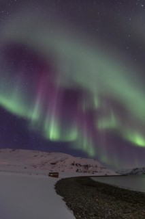 Green and violet northern lights, coast, aurora borealis, winter, snow, Repparfjord, Finnmark,
