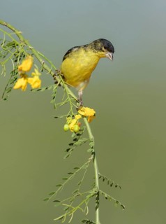 Lesser Goldfinch (Spinus psaltria) male perched on a flowering branch, Arizona, USA