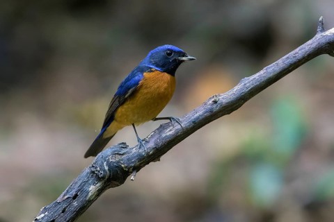 Fujian Niltava (Niltava davidi) male perched on a branch, Cuc Phuong, Vietnam