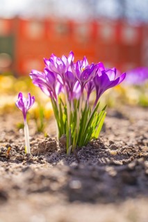 Crocuses in full bloom in the sunshine on earth, Schwäbisch Hall, Germany