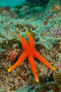 Schultz's starfish (Austrofromia schultzei)