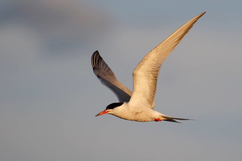 Common Tern (Sterna hirundo) flying, Lesvos, Greece