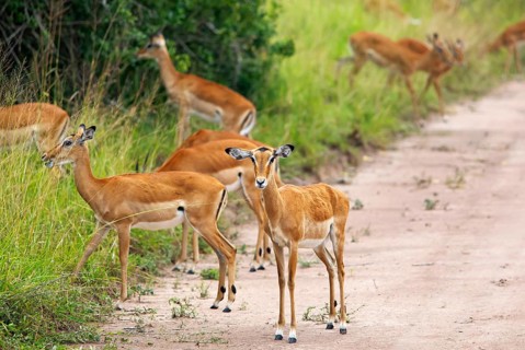 Impalas (Aepyceros) on a sandy track, Akagera National Park or Kagera National Park, Eastern
