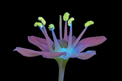 Noblauch chives (Allium tuberosum), Knolau, flower, UV light, Germany
