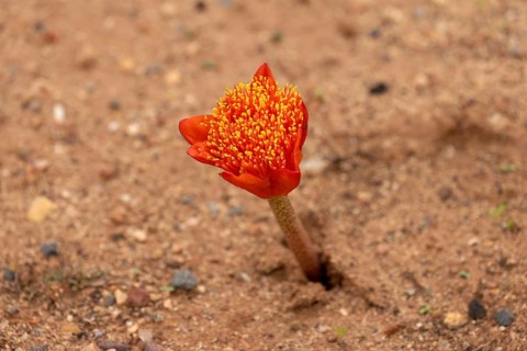 Scarlet bloodflower, (Haemanthus coccineus), flower, in bloom, Karoo Desert Botanic Garden,