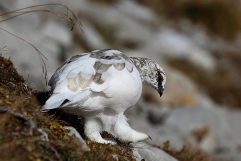 Rock Ptarmigan (Lagopus muta) male, Bavaria, Germany