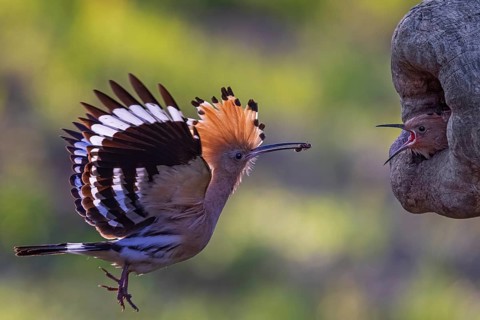 Eurasian Hoopoe (Upupa epops) feeding chick in breeding cavity, Saxony-Anhalt, Germany