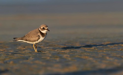 Common Ringed Plover (Charadrius hiaticula) juvenile, Asturias, Spain