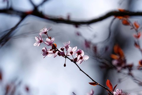 Blood plum (Prunus cerasifera), pink, spring, sunlight, branch, The delicate blossoms of the cherry
