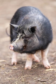 Vietnamese Pot-bellied pig standing on the ground, Bavaria, Germany