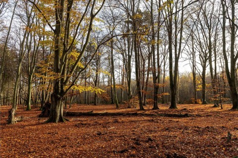 Autumn forest, autumn-colored trees, Darßwald, Darß, Fischland-Darß-Zingst, Western Pomerania