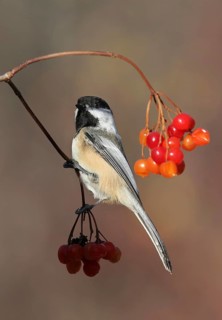 Black-capped Chickadee (Poecile atricapillus), Saskatchewan, Canada