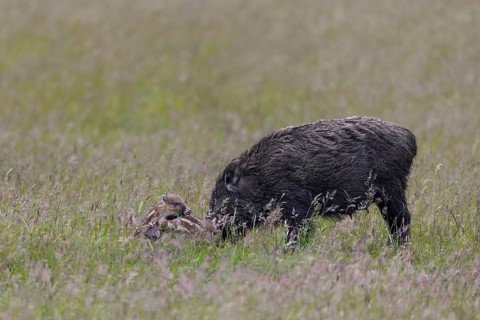 While the wild boar (Sus scrofa) forages for food, the young boar know how to occupy themselves in