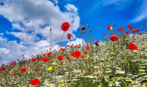 Summer meadow with flowering poppies (Papaver rhoeas), daisies and wild herbs in front of a blue