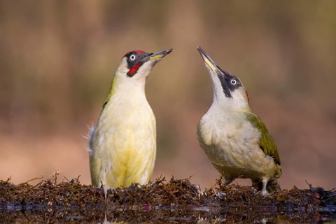 European Green Woodpecker (Picus viridis) pair, Subotica, Serbia