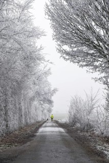 A lonely hiker with a dog on a wintry path along a row of trees, covered with hoarfrost,