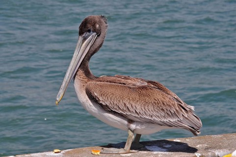 Brown pelican (Pelecanus occidentalis)