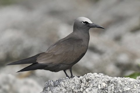 Brown Noddy (Anous stolidus), Hawaii, USA