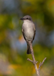 Grey Kingbird (Tyrannus dominicensis), Florida, USA