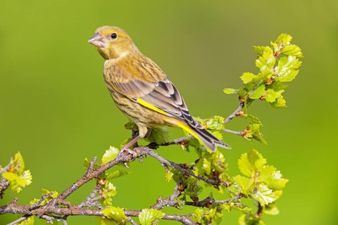 Grünfink, Grünling, Greenfinch, European Greenfinch, Western Greenfinch, Carduelis chloris, Chloris