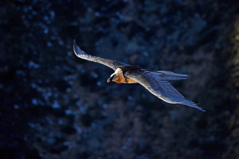Animals, birds, vultures, bearded vultures, aerial view, lamb vultures, bird of prey, (Gypaetus