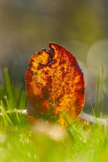 Autumn leaf in the grass, close-up, Lower Austria, Austria