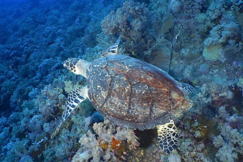 Hawksbill sea turtle (Pterois miles)