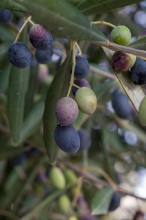 Olives in various stages of ripeness hanging from branches with green leaves against a blurred