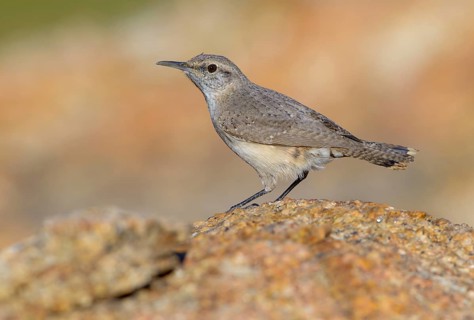 Rock Wren (Salpinctes obsoletus) - Anza Borrego State Park, California