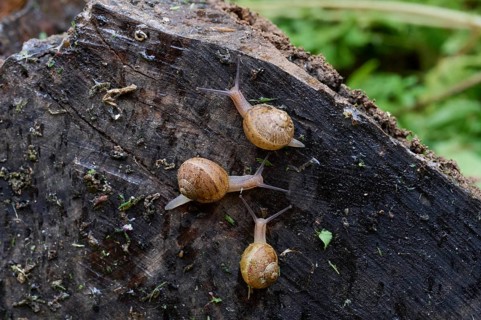 A close-up image capturing three brown snails as they slowly make their way over the textured,